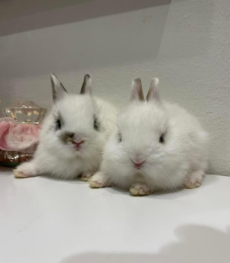 Thỏ Hà Lan Lùn