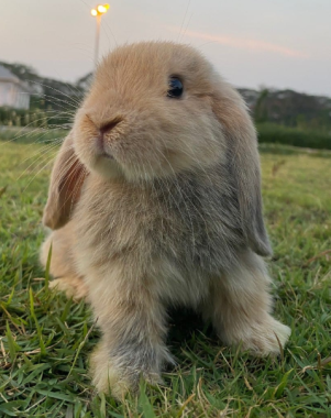 Thỏ Minilop