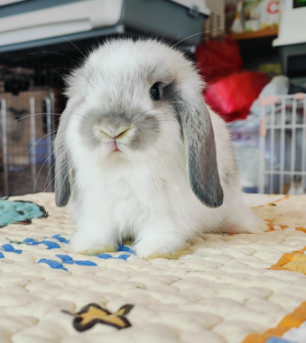 Thỏ Minilop