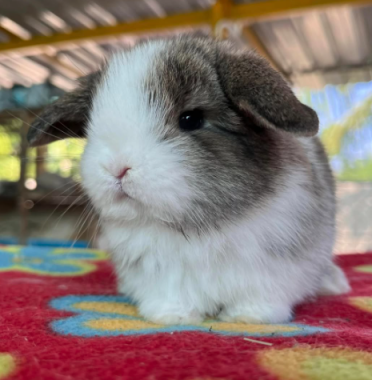 Thỏ Minilop