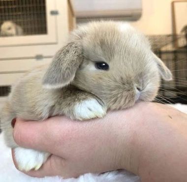Thỏ Minilop