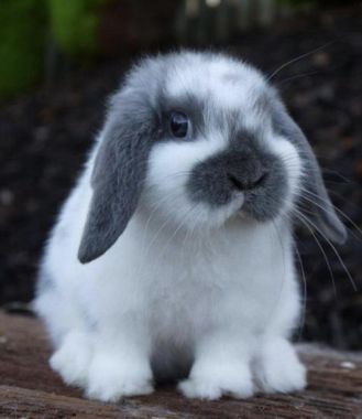Thỏ Minilop