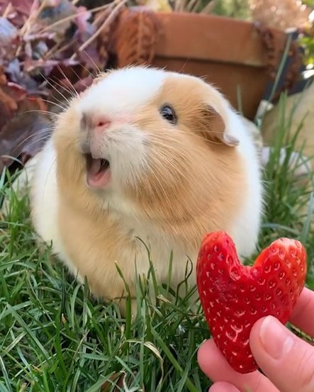 Làm Sao Để Bế Bọ Ú Đúng Cách? Mẹo Giúp Bé Không Sợ Hãi và Dễ Làm Quen Với Bạn