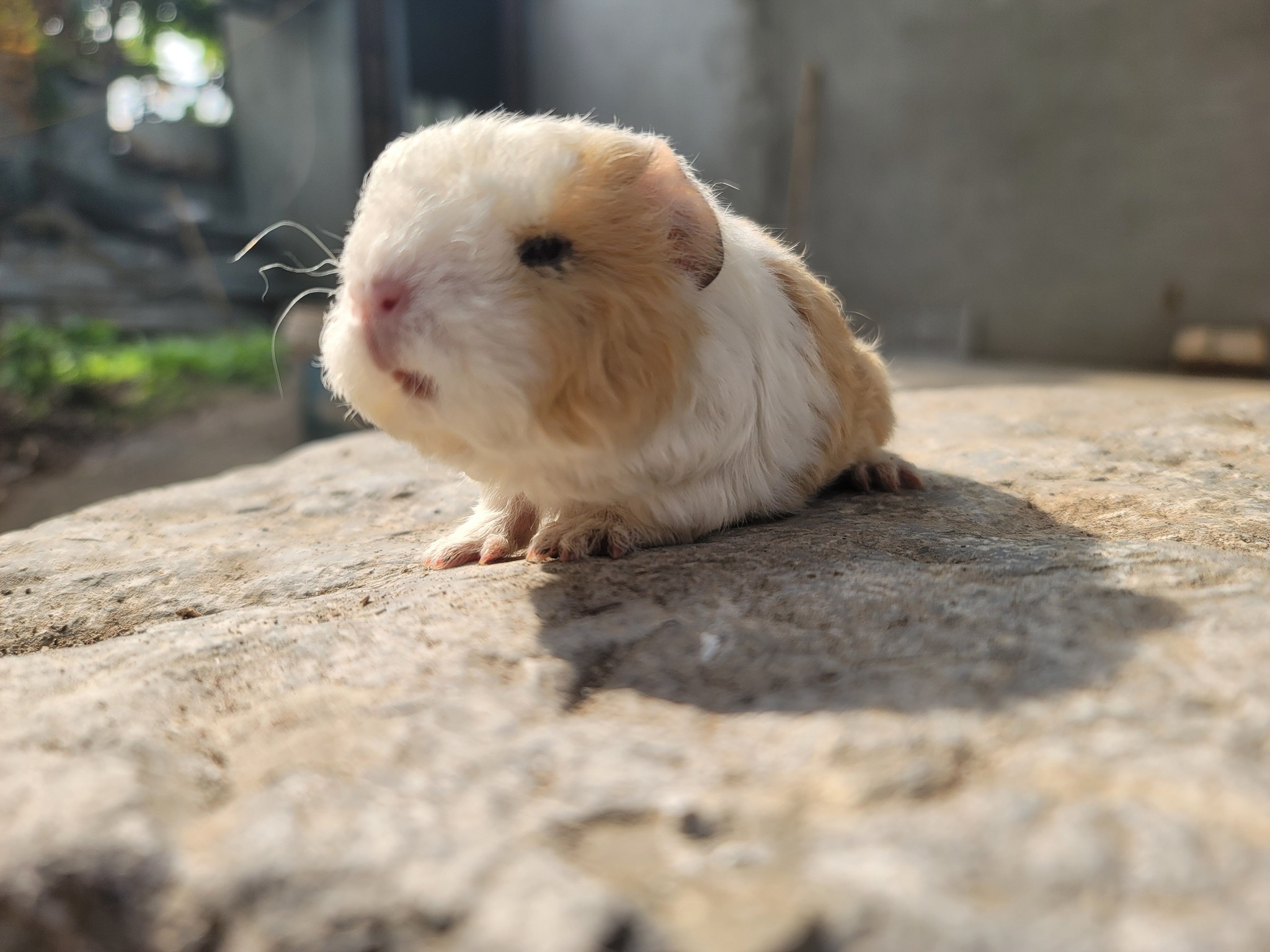 Bổ Sung Nước Cho Chuột Lang Mùa Hè: Những Loại Rau Củ Nào Giúp Ngăn Ngừa Mất Nước Tốt Nhất?