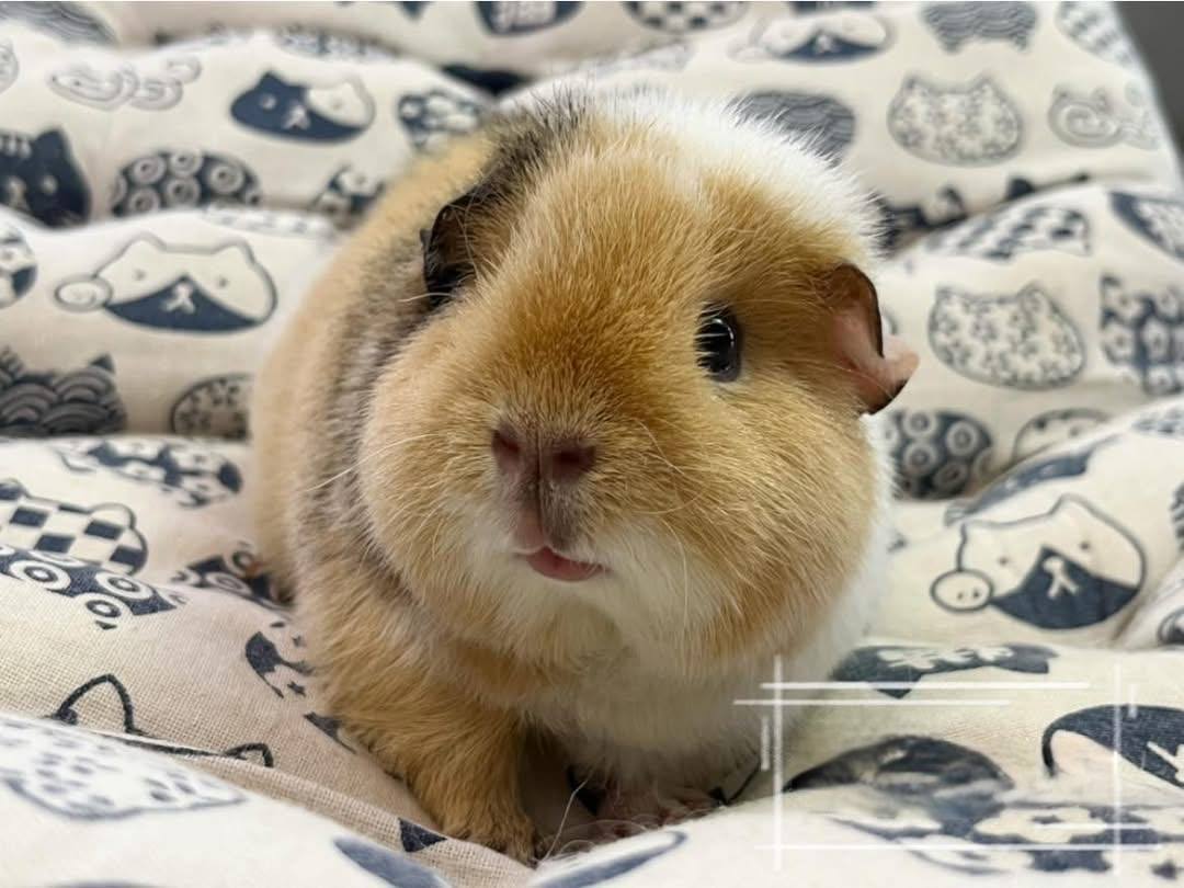 Bí Quyết Cắt Móng Chuột Lang Không Chảy Máu: Hướng Dẫn Kỹ Thuật 