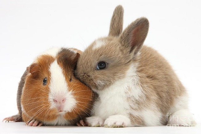 Mẹo Giúp Thỏ và Bọ Ú Không Bị Sốc Khi Thay Đổi Chuồng Hoặc Môi Trường Sống