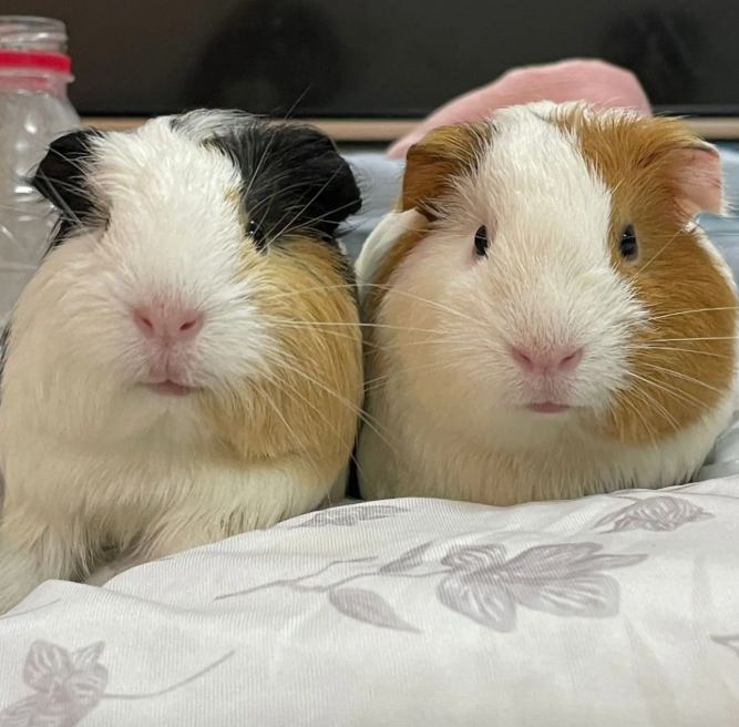 Huấn Luyện Chuột Lang Để Gần Gũi Với Chủ: 4 Bài Học Tương Tác Cơ Bản