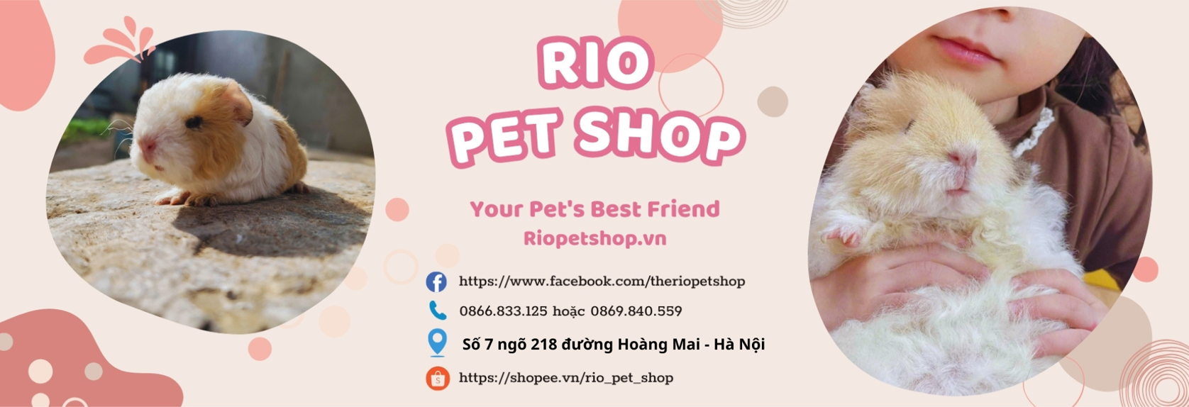 Cửa hàng thú cưng chuột lang , bọ ú