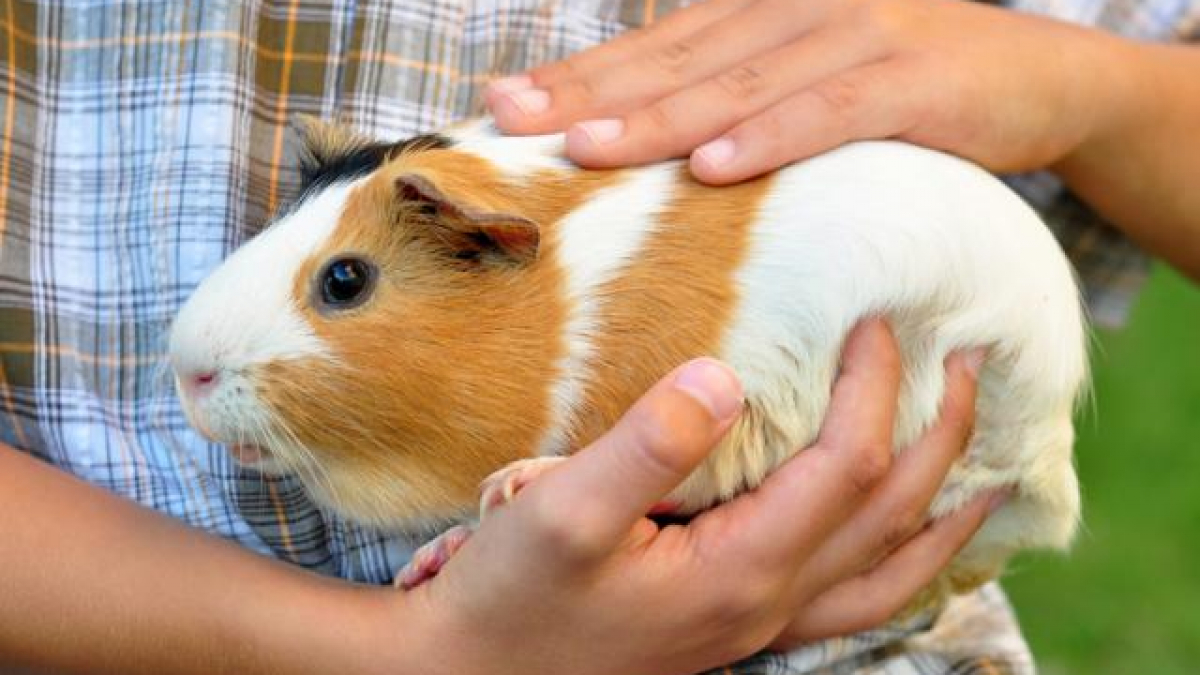 Chuột lang có cần tắm không? Câu trả lời sẽ khiến bạn bất ngờ