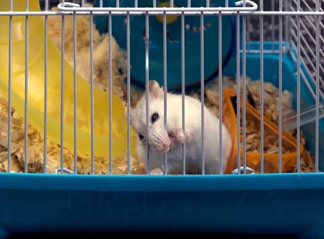 Vì sao hamster/ bọ ú gặm song lồng liên tục?