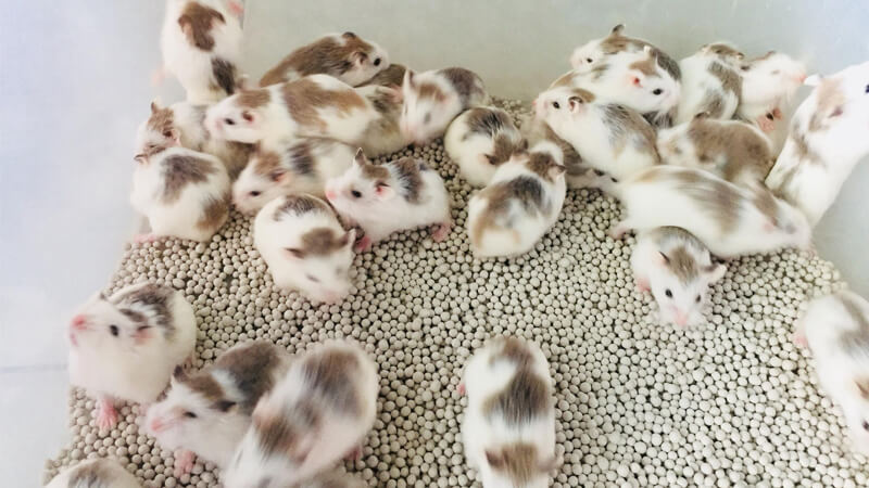 Hamster Winter White