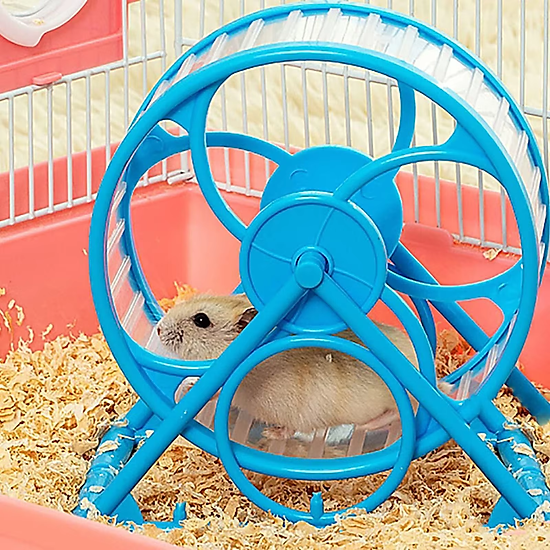 Hamster Cắn Người: 5 Lý Do Thường Gặp Và Cách Huấn Luyện Giảm Tính Hung Hăng